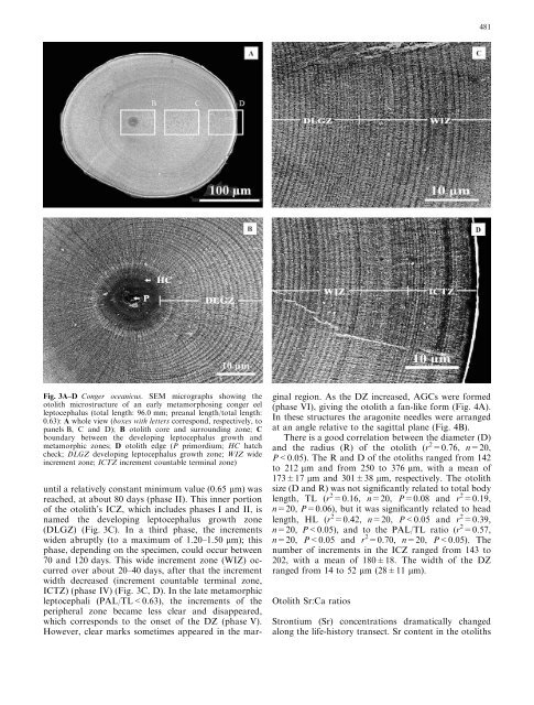 Early life history of the American conger eel ... - ResearchGate