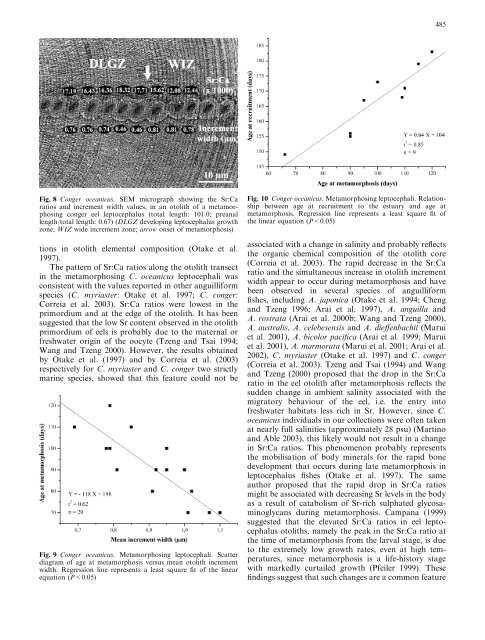 Early life history of the American conger eel ... - ResearchGate