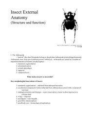 Insect External Anatomy - courses.cit.cornell.edu