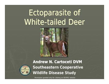 Ectoparasite of p White-tailed Deer tailed Deer