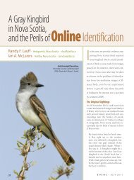 A Gray Kingbird in Nova Scotia, and the Perils of Online Identification