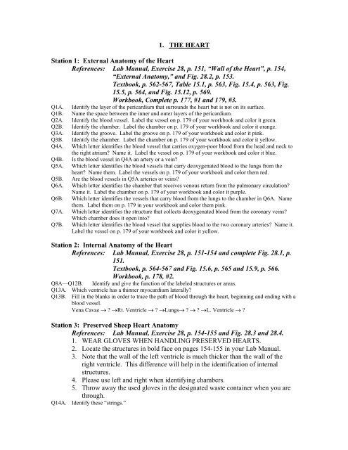 Lab Manual Exercise 28 P 151 A œwall Of The Hearta