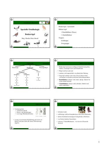 Vortrag Spezielle Ornithologie 2012