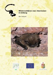 Winterverblijven voor vleermuizen in Limburg - De Zoogdiervereniging