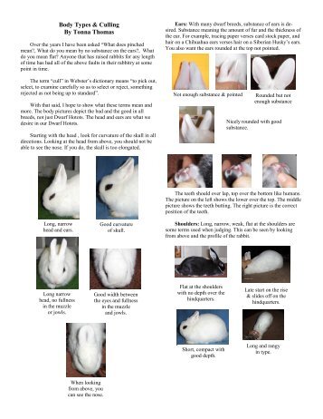Body Types - the American Dwarf Hotot Rabbit Club