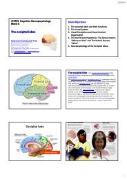 The occipital The occipital lobes Occipital lobe - Mahidol University