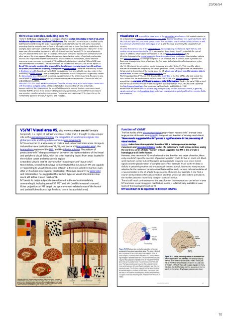 The occipital The occipital lobes Occipital lobe - Mahidol University