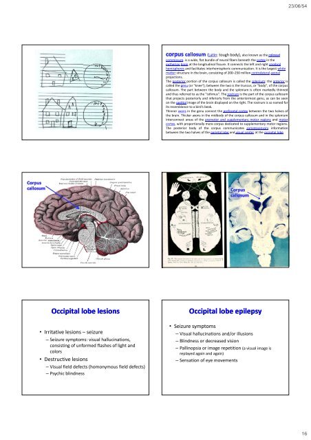 The occipital The occipital lobes Occipital lobe - Mahidol University