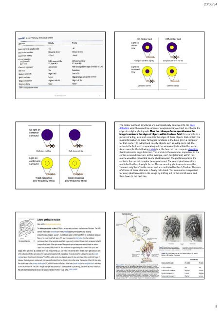 The occipital The occipital lobes Occipital lobe - Mahidol University