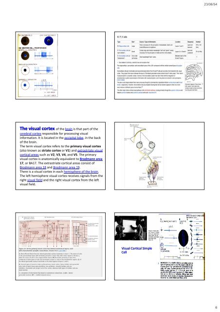 The occipital The occipital lobes Occipital lobe - Mahidol University