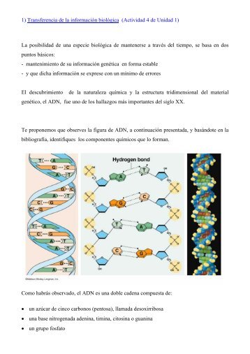 1) Transferencia de la informaciÃ³n biolÃ³gica (Actividad 4 de Unidad ...