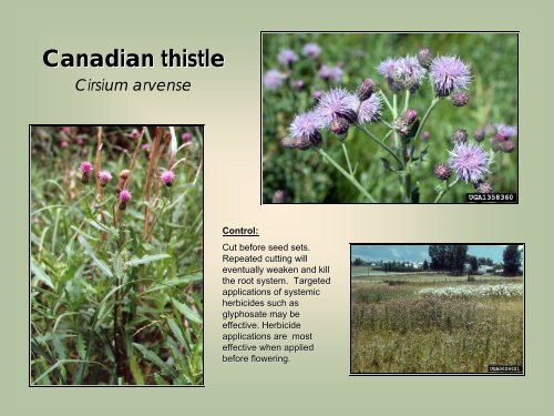 Pennsylvania Noxious Weeds