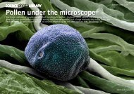 Pollen under the microscope - Science Photo Library