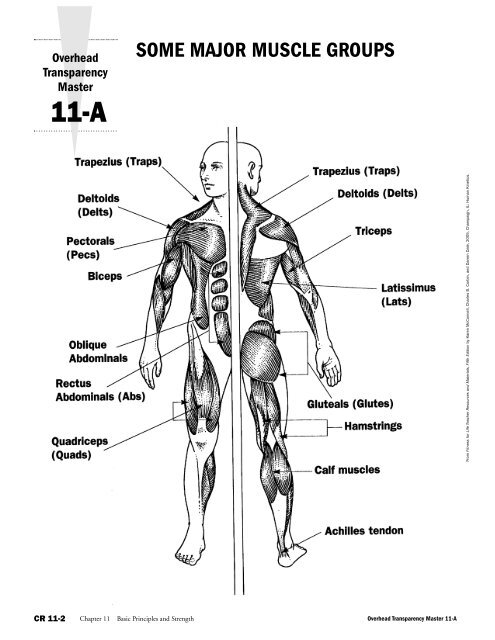 8 major muscle groups and exercises sale