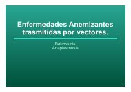 Babesia y anaplasma