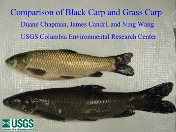 Comparison of Black Carp and Grass Carp - Asian Carp