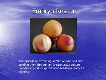 Embryo Rescue - Aggie Horticulture
