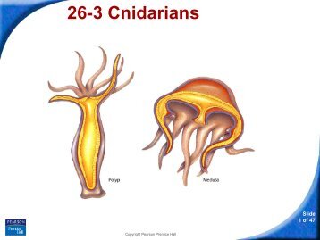 26-3 Cnidarians - Hamilton Local Schools