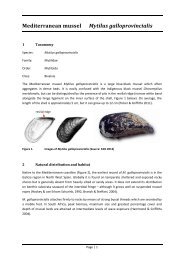 Mediterranean mussel Mytilus galloprovincialis - Department of ...