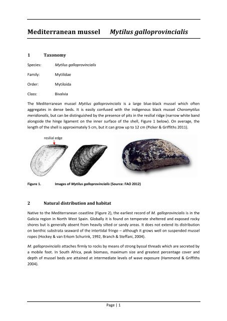 Mediterranean mussel Mytilus galloprovincialis - Department of ...