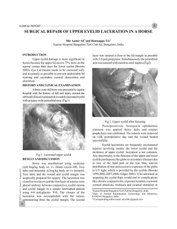 surgical repair of upper eyelid laceration in a horse - Jivaonline.net