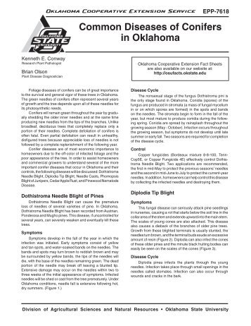 Common Diseases of Conifers in Oklahoma - OSU Fact Sheets ...