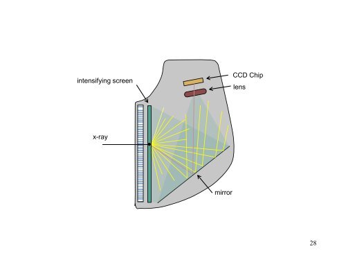 Projection Radiography