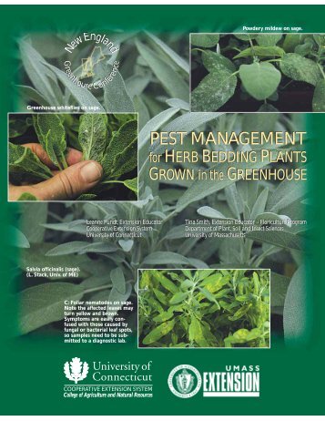 Pest Management for Herb Bedding Plants Grown ... - Hort.uconn.edu