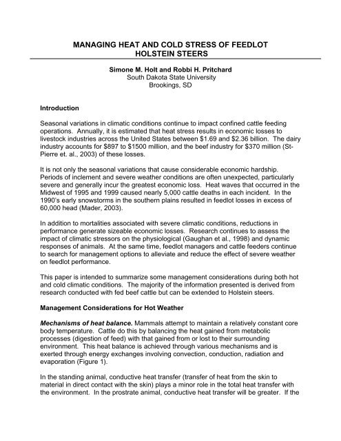 Managing Heat And Cold Stress Of Feedlot Holstein Steers