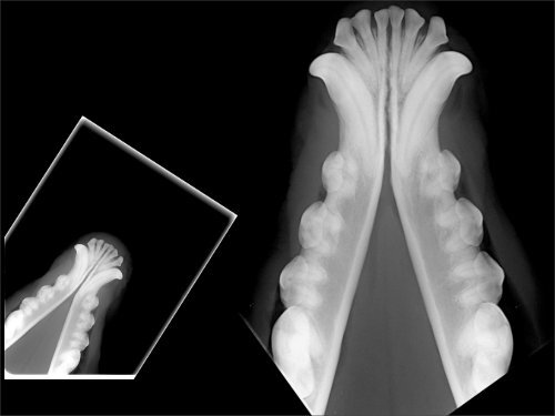 Skull Series Radiographic Views