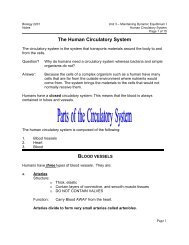 The Human Circulatory System