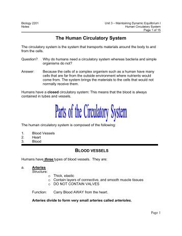 The Human Circulatory System