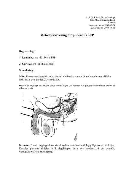 Metodbeskrivning fÃ¶r pudendus SEP