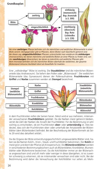 GrundKurs Pflanzenbestimmung