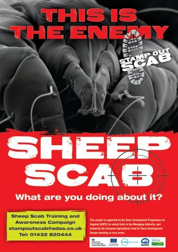 Sheep scab poster - Eblex