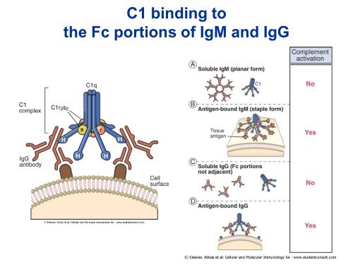 B Zellen und Antigene - University Institute of Immunology