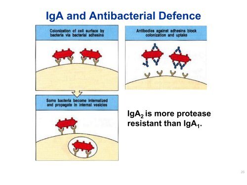 B Zellen und Antigene - University Institute of Immunology