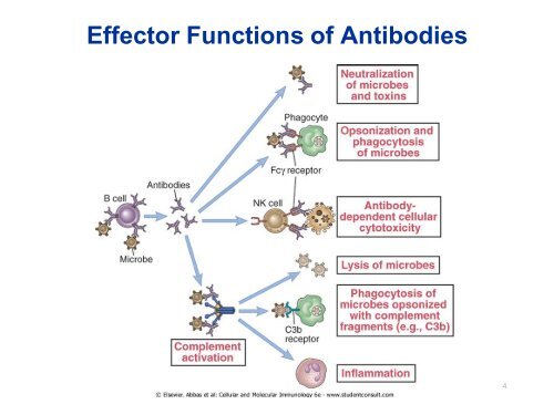 B Zellen und Antigene - University Institute of Immunology