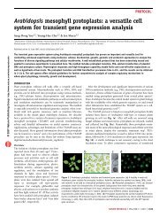 Arabidopsis mesophyll protoplasts: a versatile cell system for