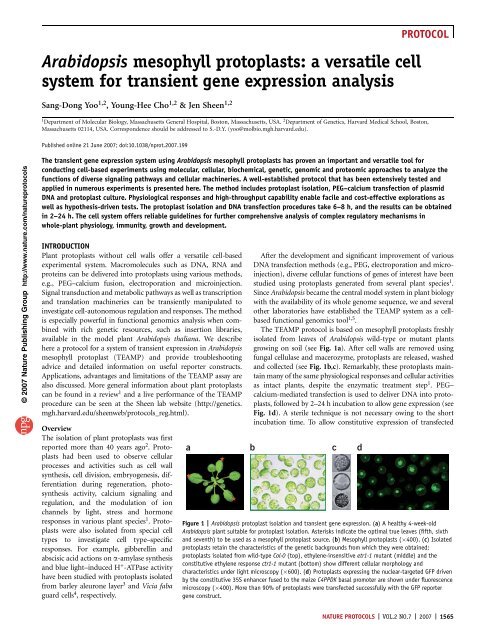 Arabidopsis mesophyll protoplasts: a versatile cell system for