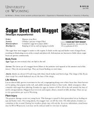 Sugar Beet Root Maggot Tetanops myopaeformis