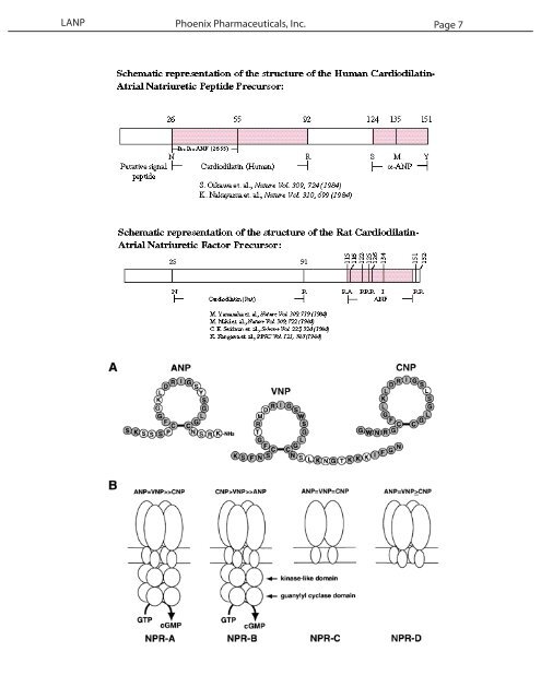 LANP Long-Acting Natriuretic Peptide