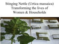 Stinging Nettle (Urtica massaica) - GFU for Underutilized Species