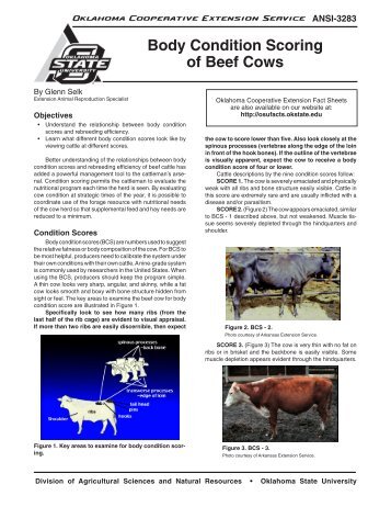 ANSI-3283 Body Condition Scoring of Beef Cows - OSU Fact Sheets ...