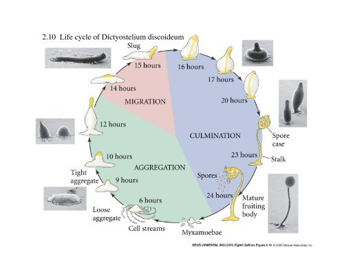 2.10 Life cycle of Dictyostelium discoideum