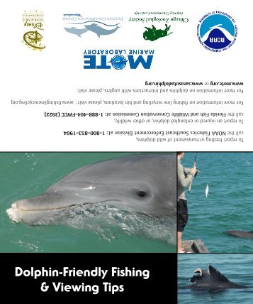 Dolphin-Friendly Fishing & Viewing Tips - Mote Marine Laboratory