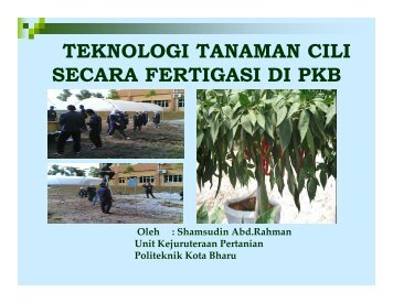 teknologi tanaman cili secara fertigasi di pkb - Politeknik Kota Bharu