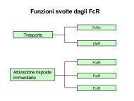 Funzioni svolte dagli FcR