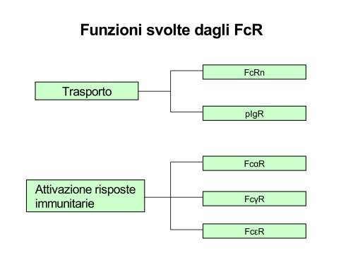 Funzioni svolte dagli FcR
