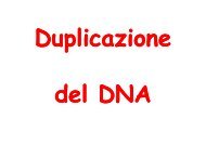 duplicazione dna - Bgbunict.it